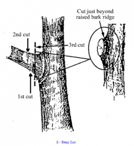 Pruning Tips Pruning Tips
