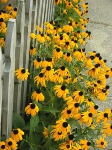 black eye susan morguefile black eye susan morguefile