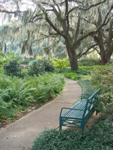 landscape trees live oak park morguefile