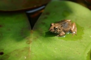 frog on lily pad morguefile