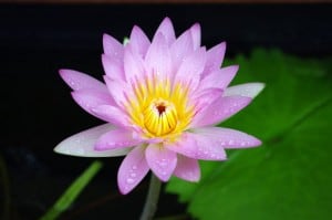 water lily morguefile
