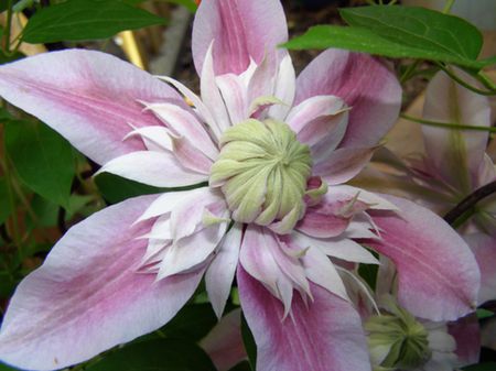 Clematis Flower