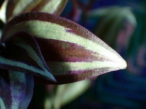 houseplants