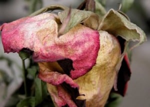 wilted rose