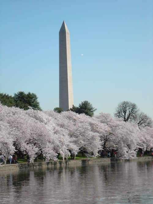 cherryblossomsdc cherry blossoms in washington dc