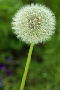 dandelion-weeds