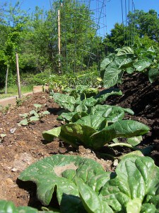 spinach flickr