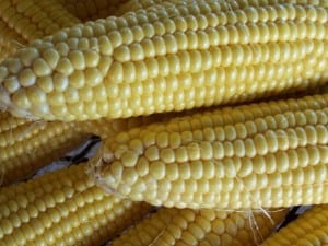 sweet corn morguefile