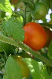 tomato