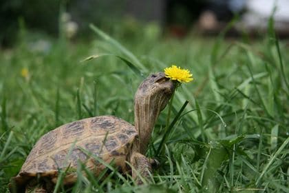 turtle eating a weed turtle eats lawn weeds