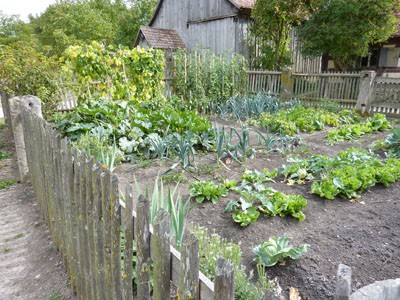 Vegetable Garden Layout