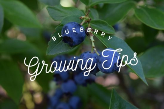 Blueberry Growing Tips