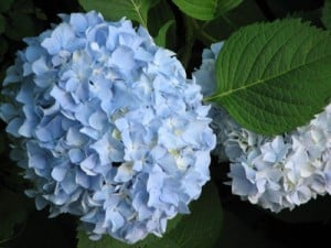 Hydrangea Growing Conditions