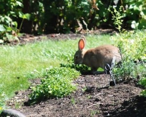 HOWSTUFFWORKS QUOT;HOW TO KEEP RABBITS OUT OF YOUR GARDEN QUOT;