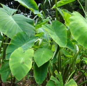 how to grow elephant ear plants how to grow elephant ear plants