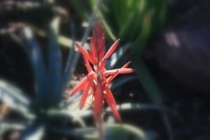 Arizona Botanical Gardening