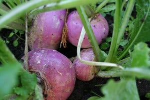 Turnip Health Benefits