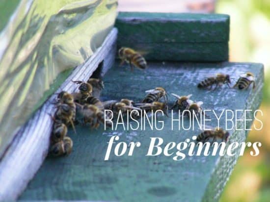 Raising Honeybees For Beginners