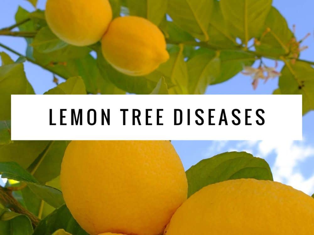 Common Diseases Of Lemon Trees 6414