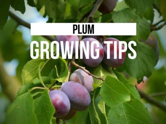 How To Grow Plums