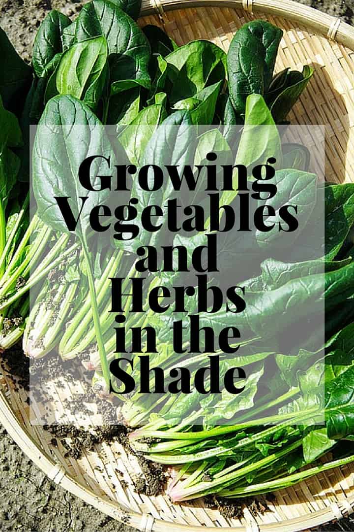 Growing Shade Vegetables and Herbs