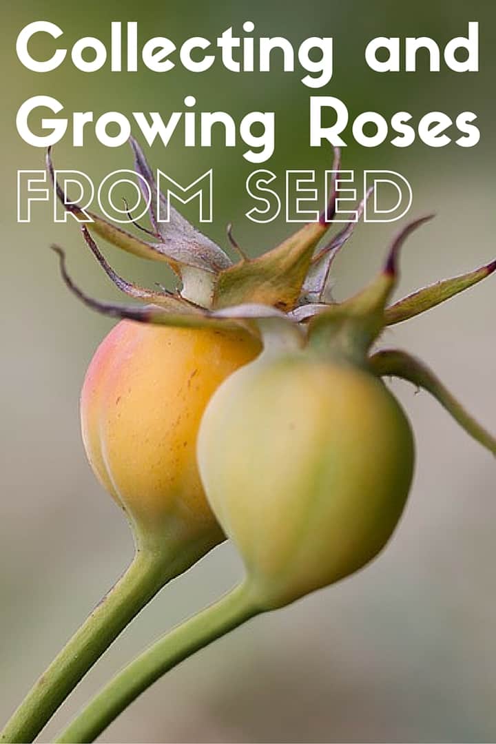 Collecting Rose Seeds and Growing Roses