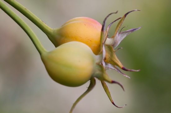 growing-roses-from-collected-seeds