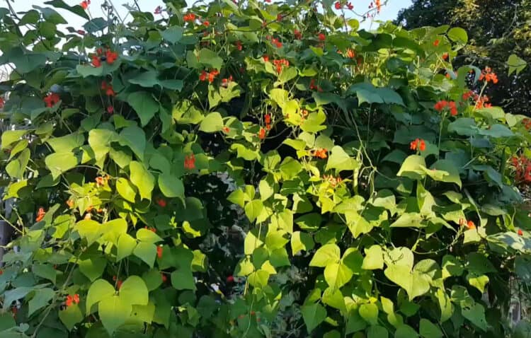 How To Grow Scarlet Runner Bean Phaseolus Coccineus Gardening Channel