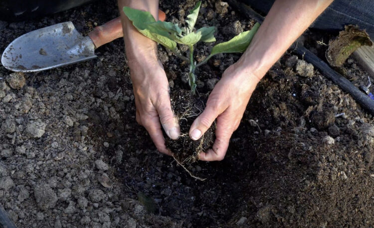 Eggplant Companion Plants You Could Grow Gardening Channel