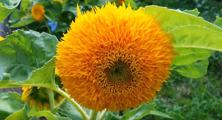 How To Grow And Care For Teddy Bear Sunflowers Helianthus Annuus