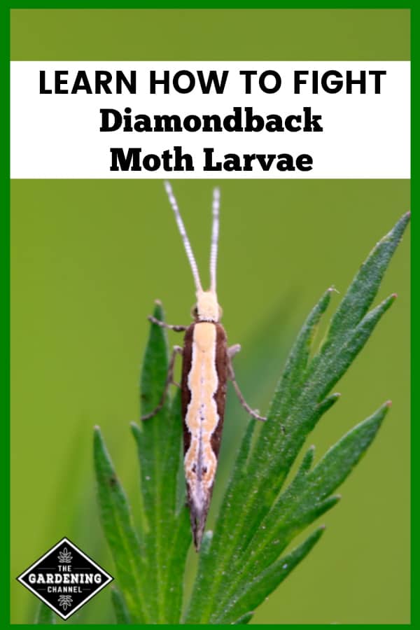 How To Fight Diamondback Moth Larvae Gardening Channel