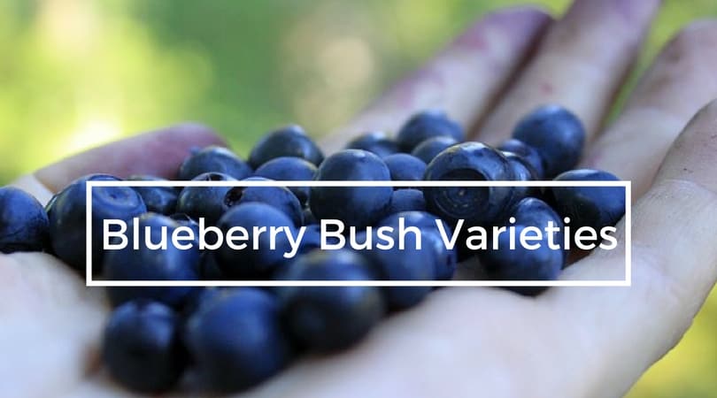 Blueberry Bush Varieties Gardening Channel