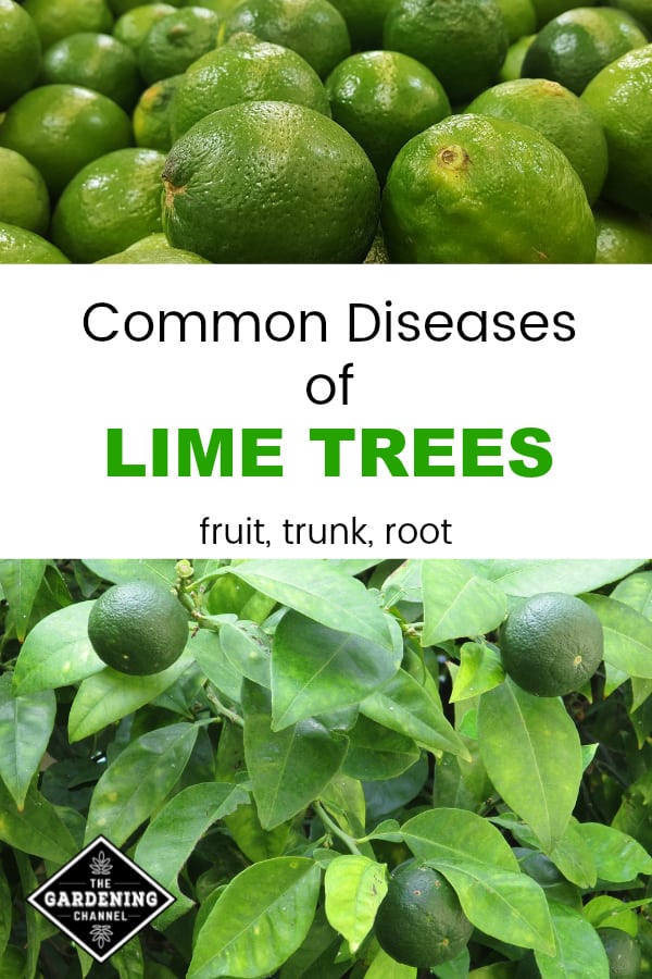 Common Diseases Of Lime Trees Gardening Channel