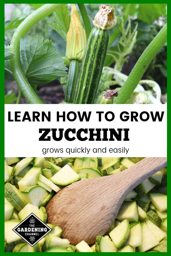 Everyone Can Grow Zucchini Gardening Channel