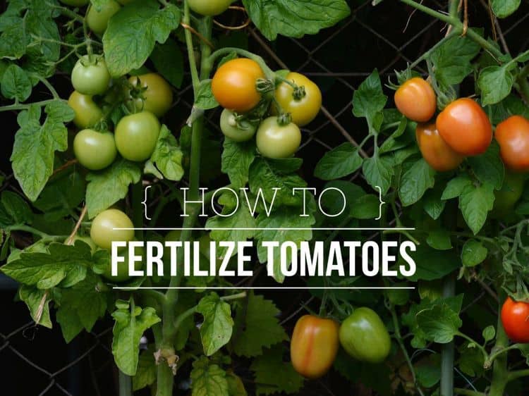 Tomato Fertilizing Guide From Seedling To The End Of The, 58% OFF