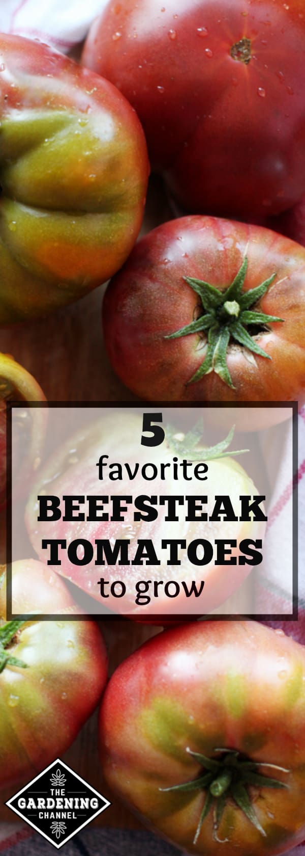 Tasty Pink Beefsteak Tomato