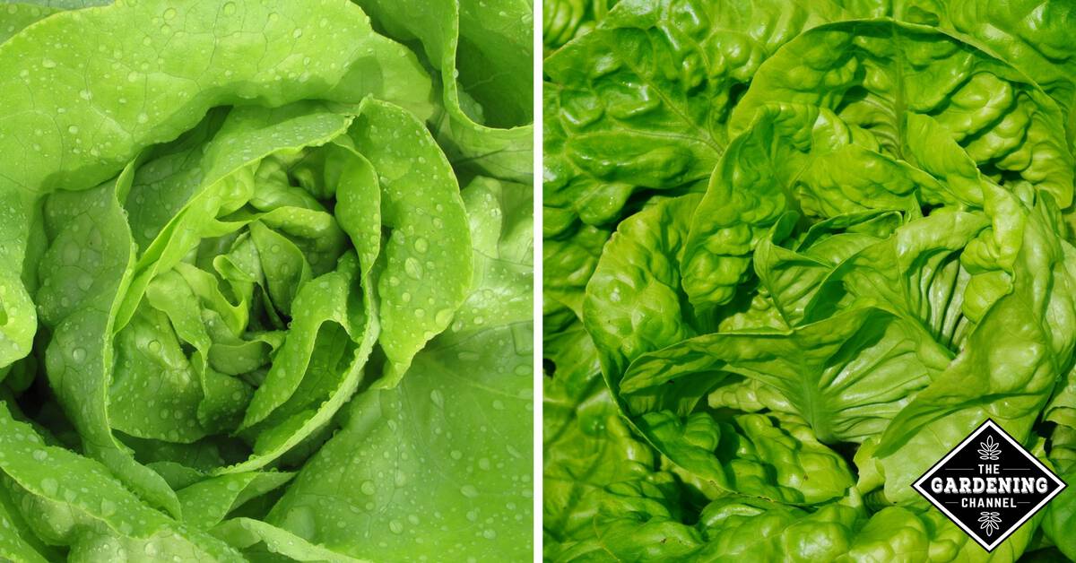 How To Grow Butter Lettuce Gardening Channel