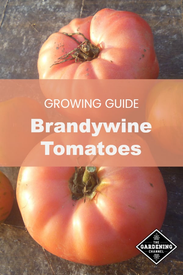 Brandywine' Tomato Transplant