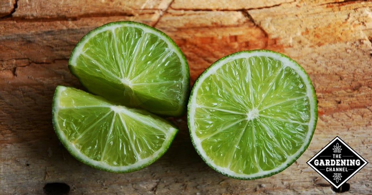 Benefits of outlet limes