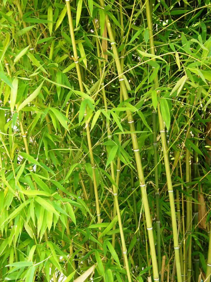 How To Get Rid Of Invasive Bamboo Gardening Channel