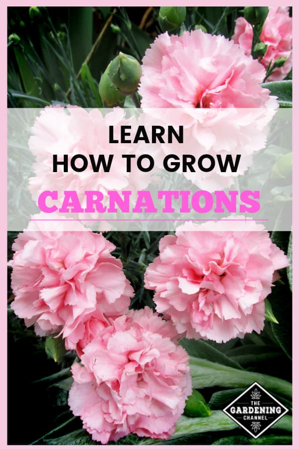 How To Grow Carnations Gardening Channel