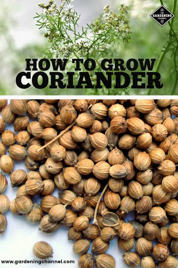 coriander seeds for planting