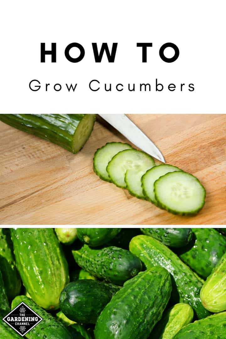 Cucumber, Slicemaster Select