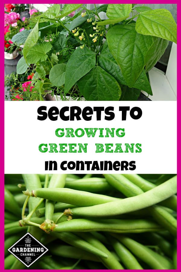 The Urban Gardener S Guide To Growing Green Beans In Containers Gardening Channel