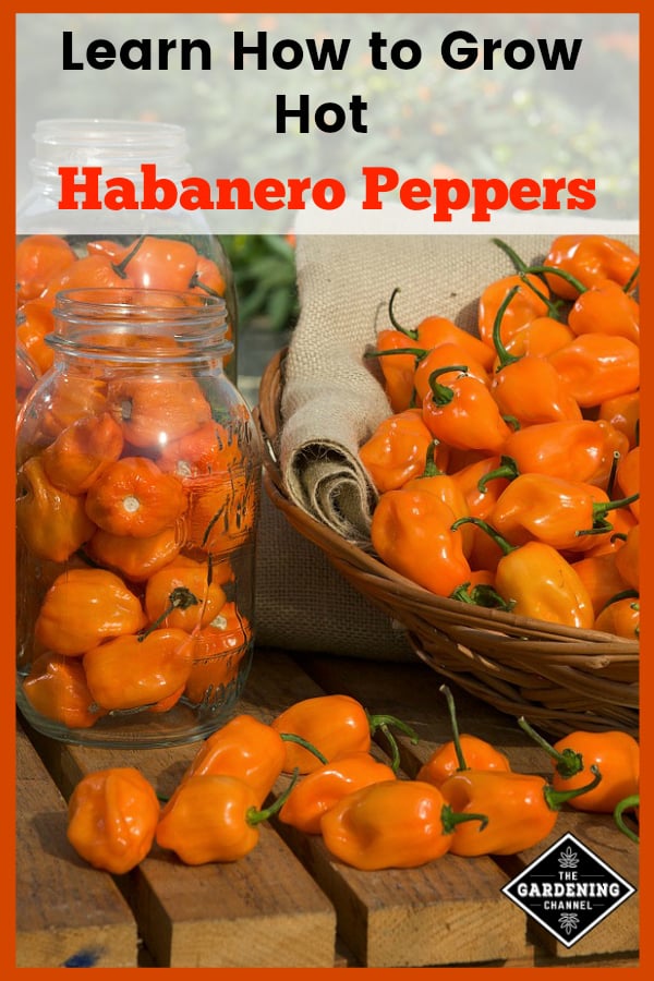 to Grow Habanero Peppers Gardening Channel