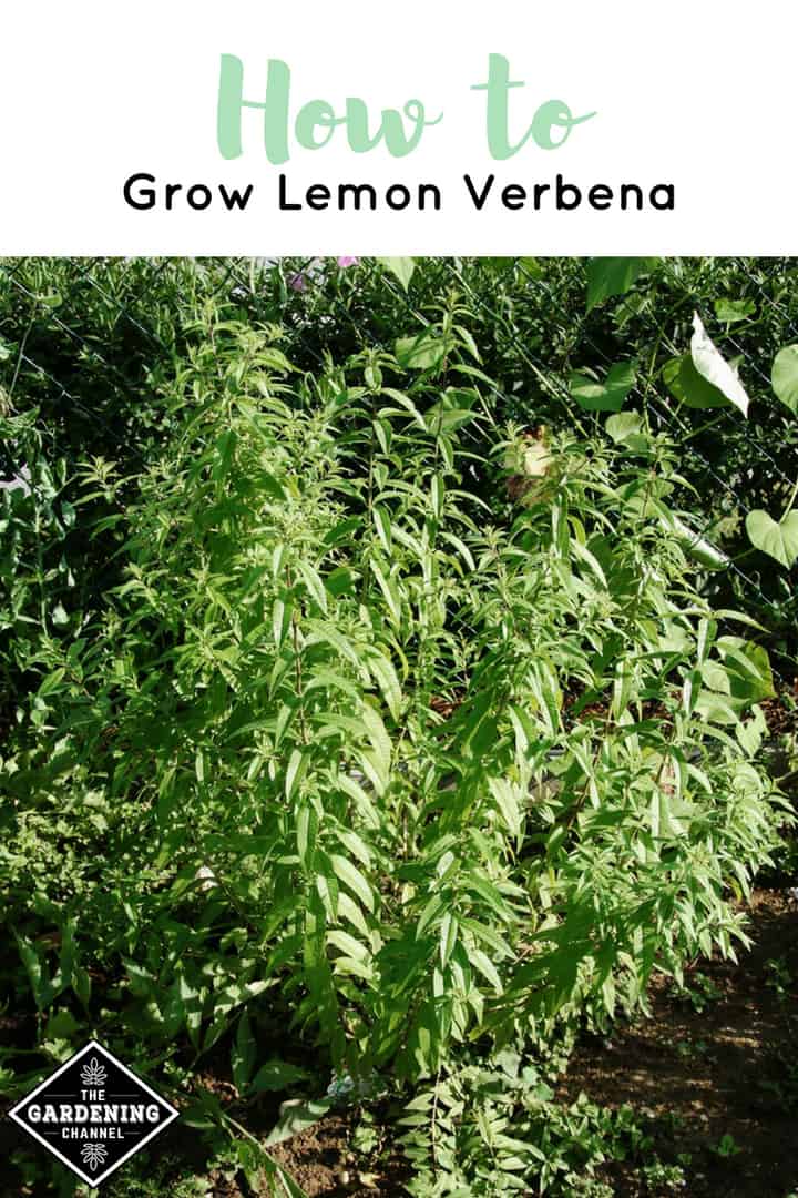 Grow Tasty Lemon Verbena - Parade