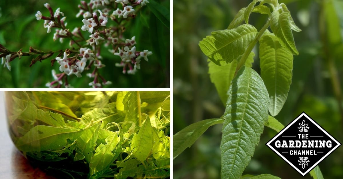 Growing Lemon Verbena Plants  General Planting & Growing Tips – Bonnie  Plants