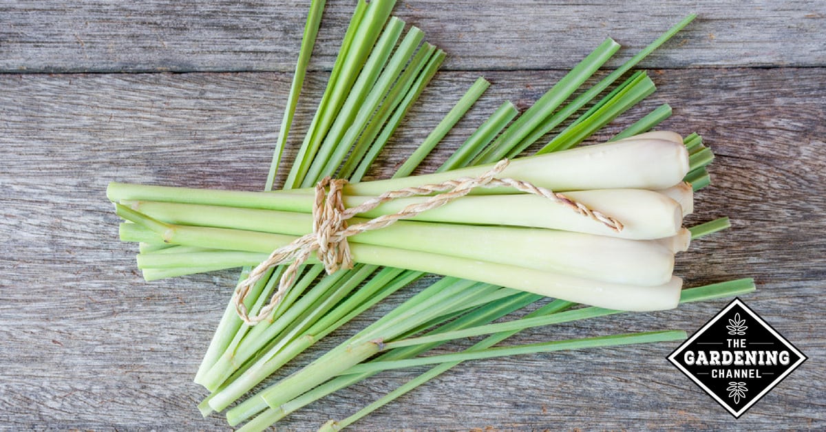 lemongrass for landscaping