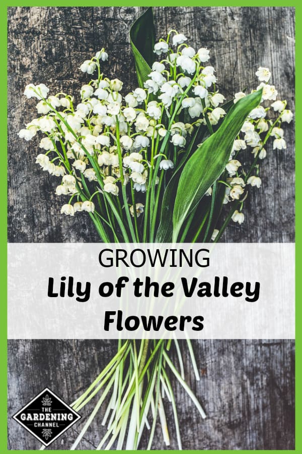 How to Grow Lily of the Valley Flowers - Gardening Channel