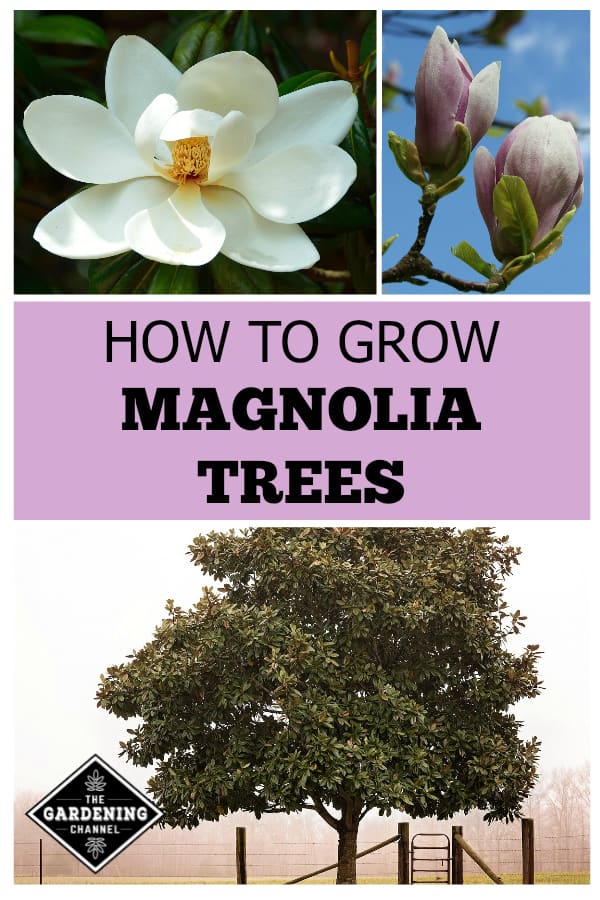 How To Grow Magnolia Trees Gardening Channel